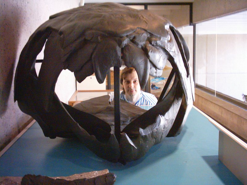 Brisbane Xanni dinosaur skull