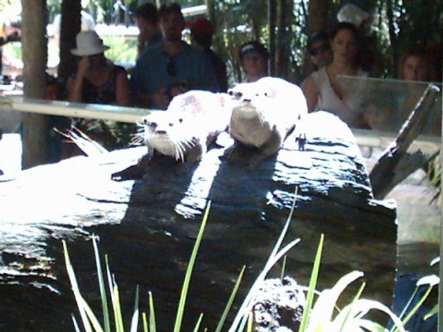 Australia Zoo Bonnie, Maria otters