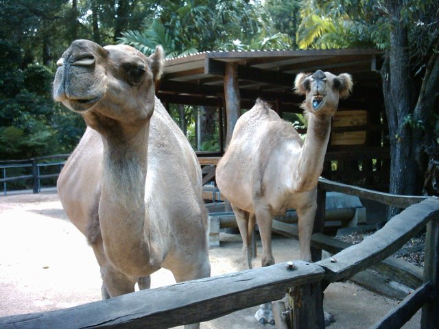 Australia Zoo Teela, Dajarra camels