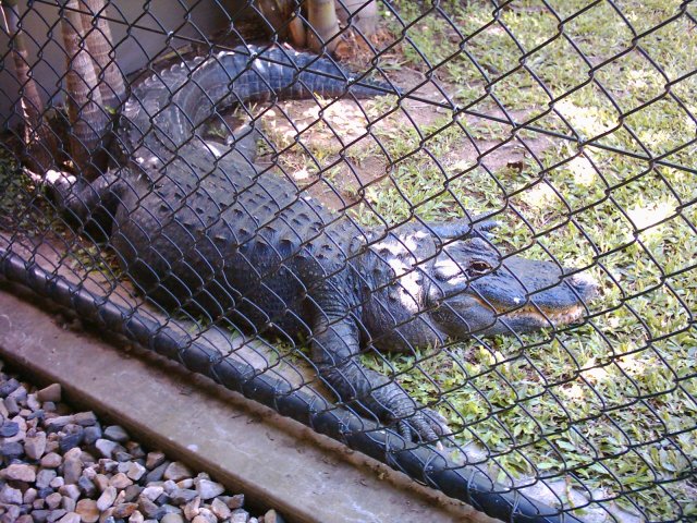 Australia Zoo alligator