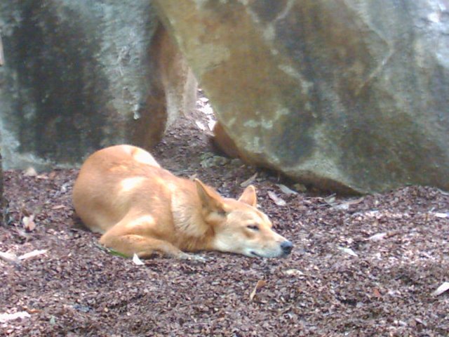 Australia Zoo dingo