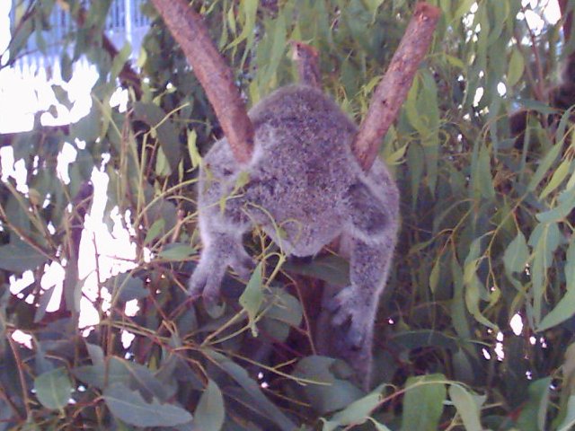 Australia Zoo koala sleeping