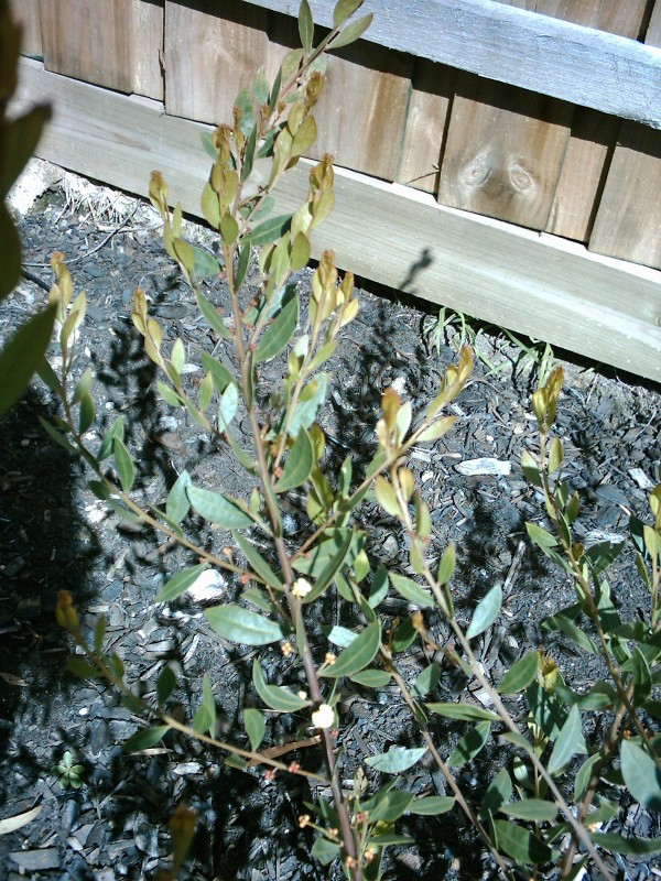 Croydon Acacia myrtifolia