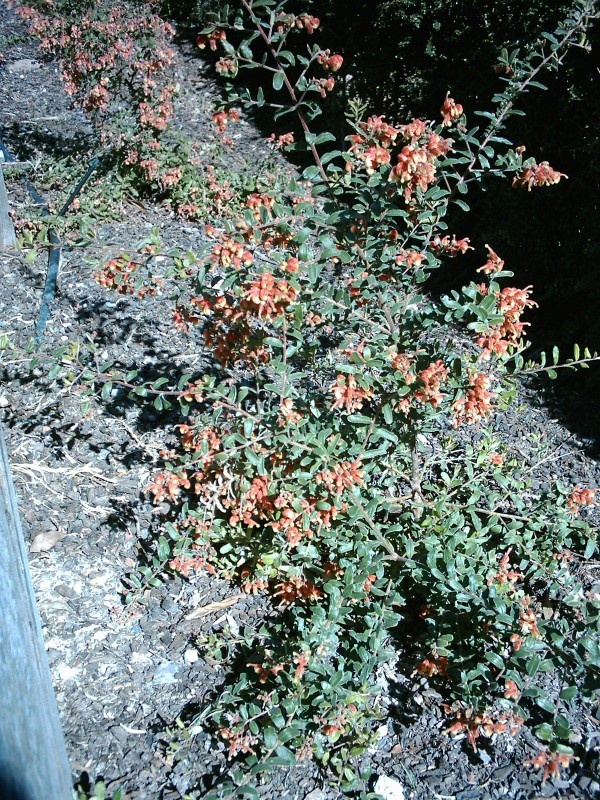 Croydon Grevillea alpina