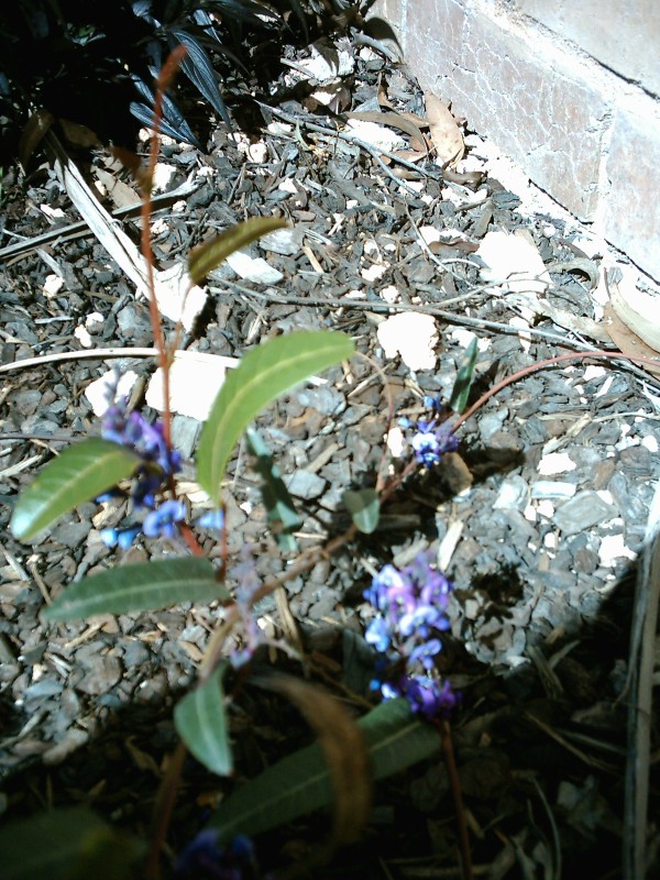 Croydon Hardenbergia violacea
