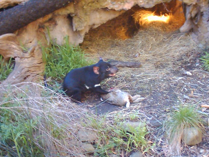 Healesville Tasmanian Devil