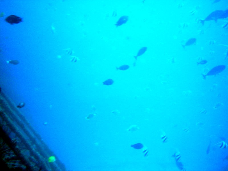Waikiki Underwater Fish 1