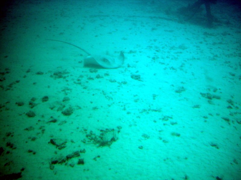 Waikiki Underwater Manta Ray