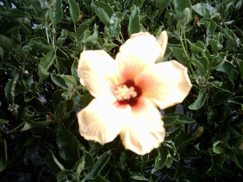 Oahu Kailua Hibiscus