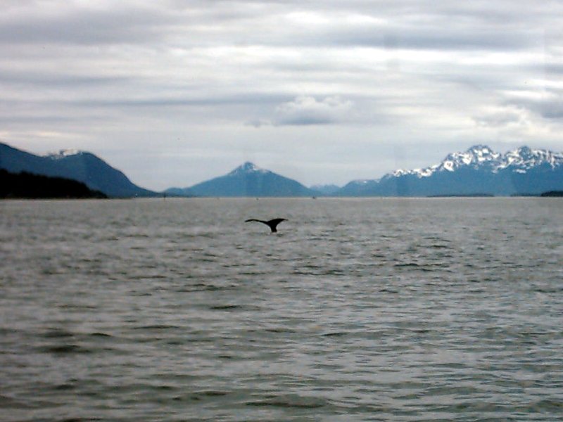 Juneau Humpback Whale Fluke