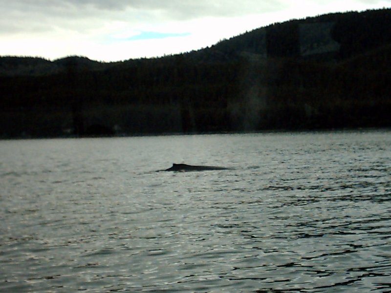Juneau Humpback Whale