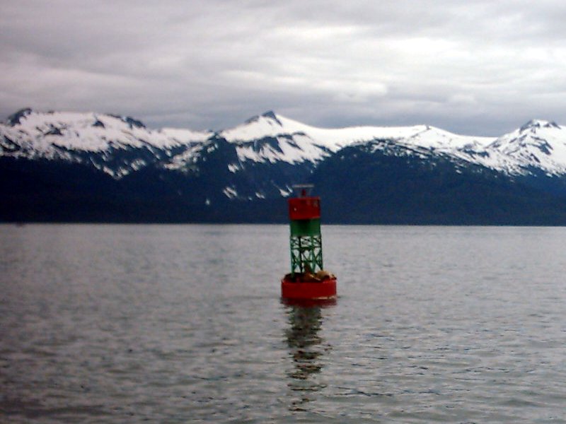Juneau Steller Sealions