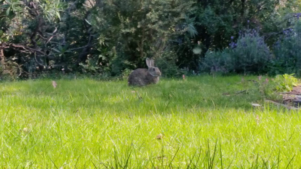 Hurstbridge wild rabbit