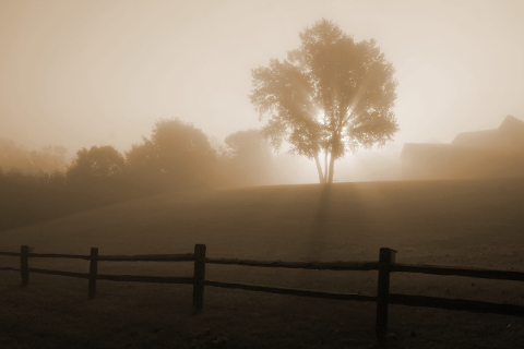 Sunrise
in the fog by Dori CC BYSA